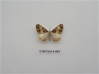 藏品(尺蛾133)的圖片